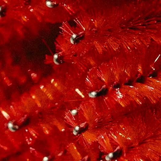 Mega vip + 2 month refills